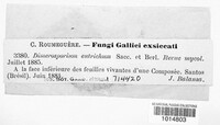 Dimerina eutricha image